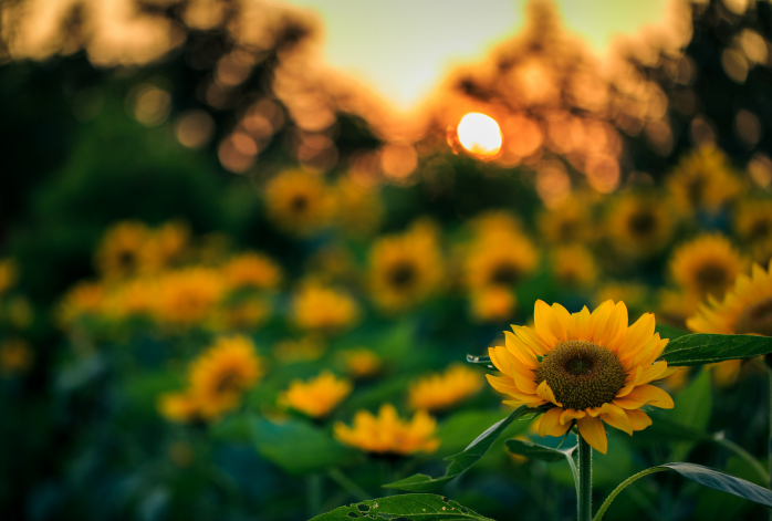 2019常州壕熊庄园旅游攻略（赏花+农家乐）