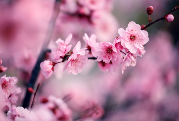 苏州赏花时刻表，苏州有哪些赏梅花的最佳时间及地点