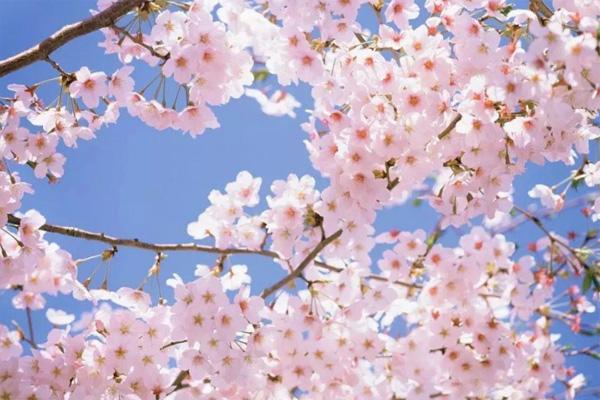 上海世纪公园樱花什么时候开