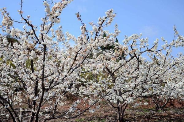 成都赏花的地方有哪些 成都赏花好去处推荐