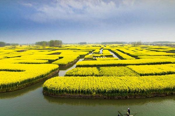 兴化油菜花最佳时间，什么时候最好看