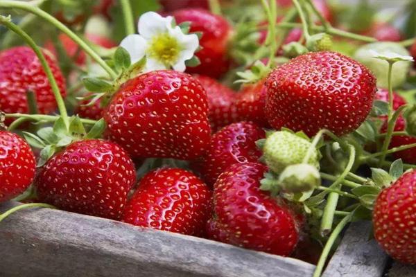 重庆草莓采摘季节是几月份 重庆草莓基地