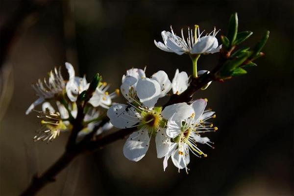 重庆永川春季赏花地点推荐 附交通路线