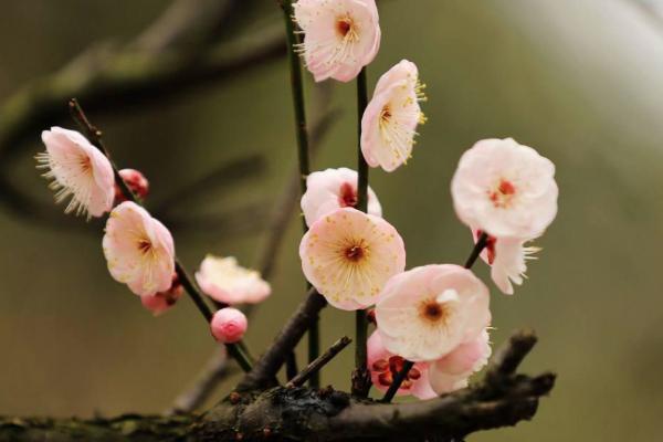 无锡梅村赏梅花攻略 梅村赏梅地推荐