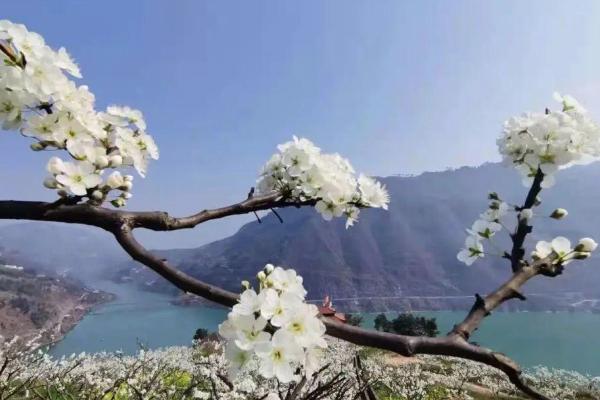 重庆李花什么时候开 重庆李花观赏地点以及路线详细介绍
