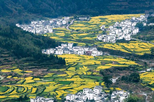 婺源油菜花几月份去最好-游玩攻略 - 旅游资讯 - 旅游