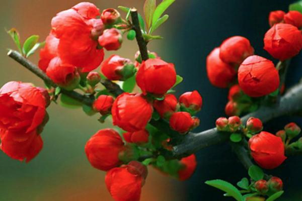 重庆涪陵白鹤森林公园赏海棠花地点-路线-门票