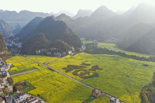 万峰林油菜花几月最盛，什么时候开