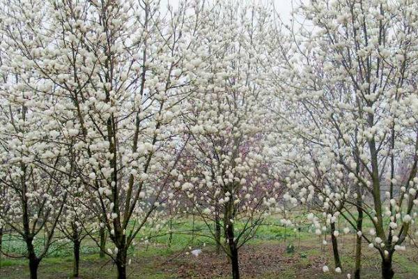 上海徐汇白玉兰观赏指南 上海徐汇白玉兰观赏地推荐