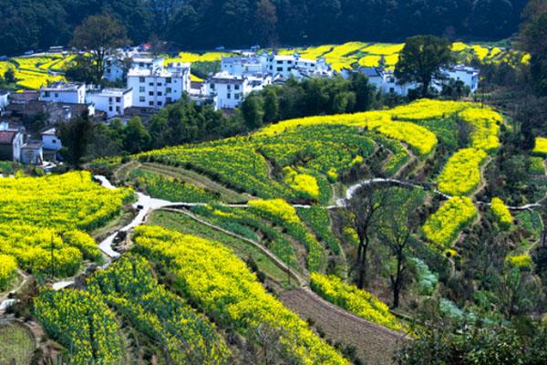 婺源油菜花几月份开花2021 最佳观赏时间