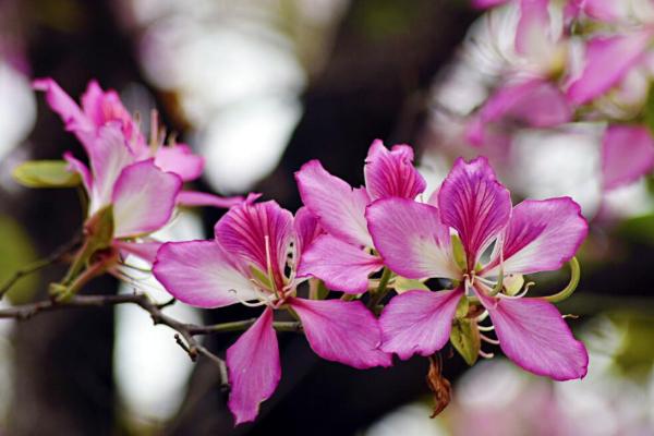 广州紫荆花最美观赏地 广州紫荆花观赏地点推荐