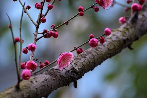 长沙赏梅地点推荐，长沙赏梅好去处