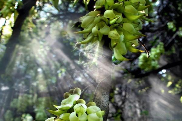 2021东莞赏花好去处 东莞看花去哪里看