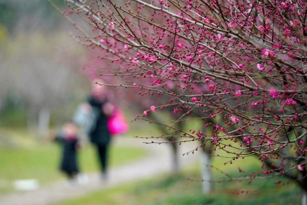 长沙赏梅地在哪里 长沙赏梅地点推荐