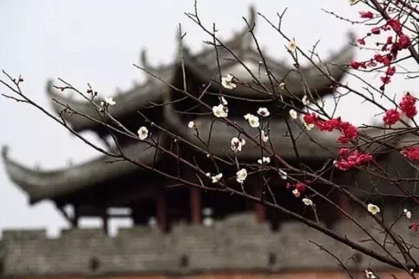 黄山赏梅花的地方推荐2021