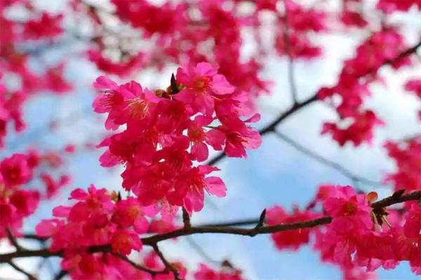 2021东莞赏樱花的地方 有哪些