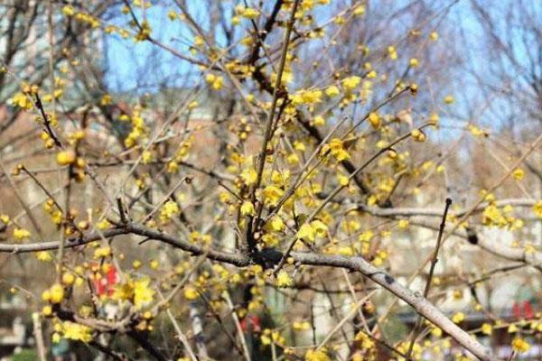 郑州赏梅花的地方