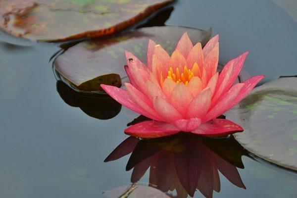 上海热气球哪里可以坐 崇明荷花博览园热气球什么时候开放