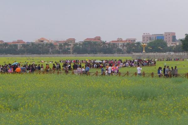 2021东莞桥头油菜花节游玩攻略 油菜花节时间-地点-交通指南