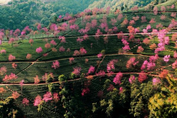 2020无量山樱花谷最美时间 无量山樱花谷什么时候去最合适