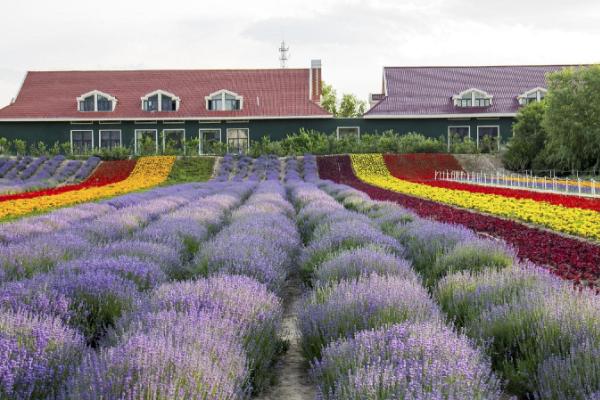 2021广州五一薰衣草花海节时间-地点-门票价格