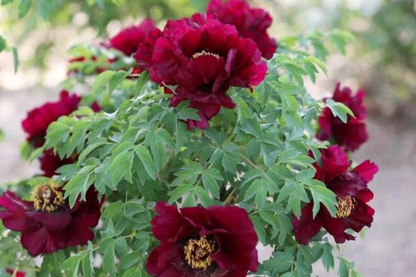 天津国色天香牡丹园五一开放吗 天津国色天香牡丹园门票价格