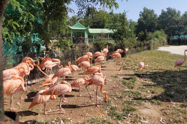秦皇岛野生动物园门票多少一张
