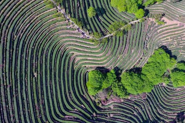 茶园有什么耍的地方 十堰有什么好玩的景点茶园