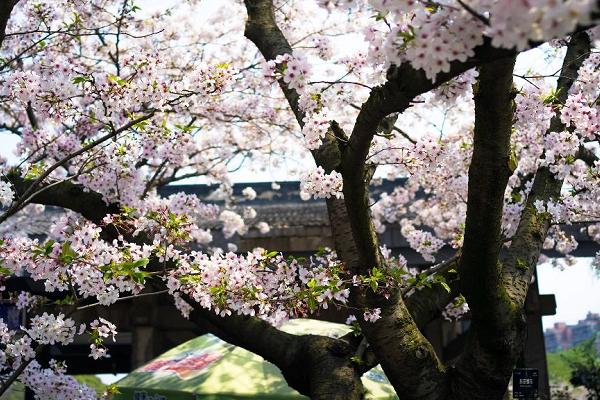 2021上海植物园赏樱攻略 上海植物园赏樱打卡点推荐