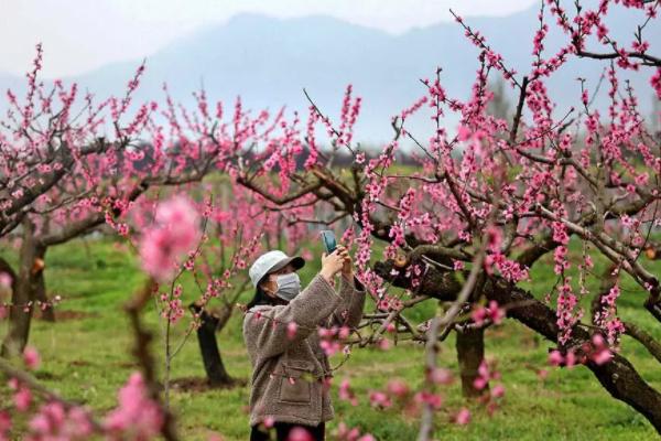 西安赏花去哪里，西安赏花好去处