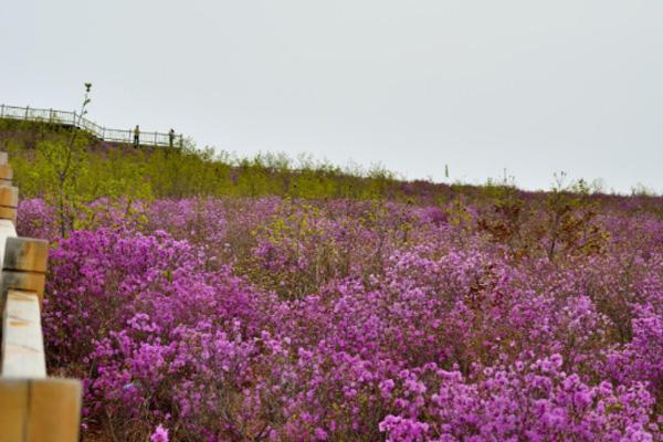 扎兰屯杜鹃花什么时候开 扎兰屯杜鹃花最佳观赏地点在哪