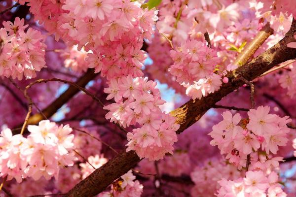 合肥春季赏花地图 合肥赏花的景点介绍-路线推荐