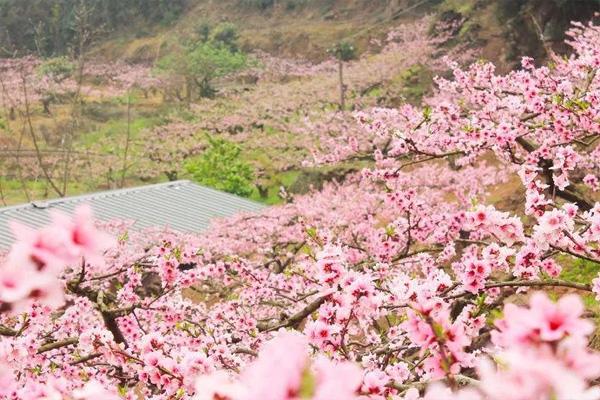 贵阳永乐桃花开了吗?附交通指南及花期