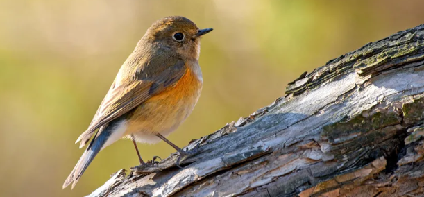 2021东莞文化惠民演出时间及门票领取指南