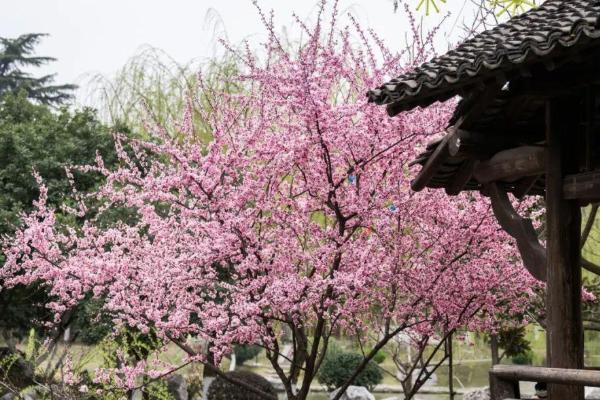 南京赏花攻略 南京赏花地门票-地址-详情