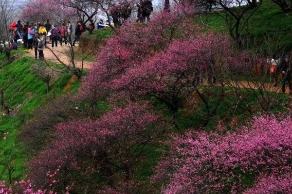 十堰赏花哪里好 十堰赏花地推荐2021