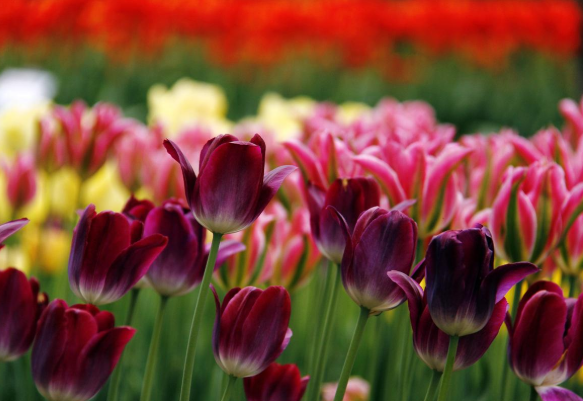 2021南京赏花去哪里 南京油菜花哪里开的好