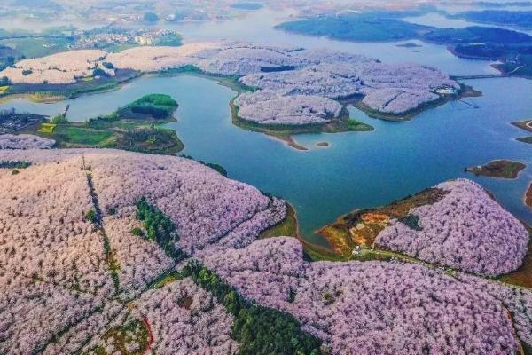 贵安樱花园怎么预约 贵安樱花园门票多少钱