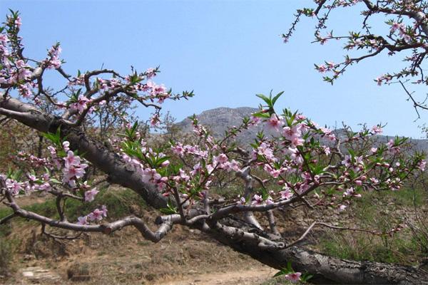 2021奉化桃花节是几月几日奉化桃花观赏指南