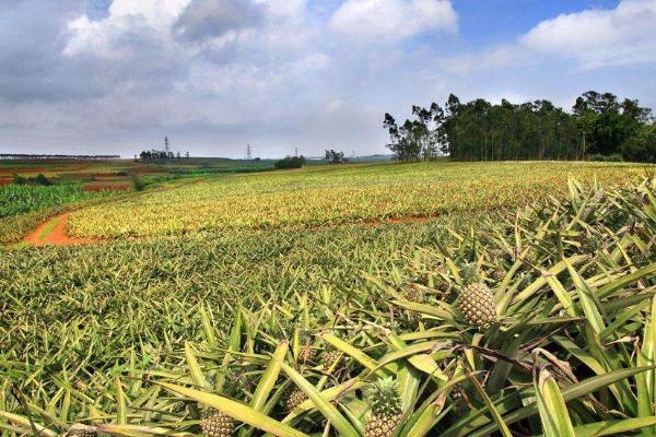 湛江自驾游去哪里比较好玩，湛江自驾游地点推荐