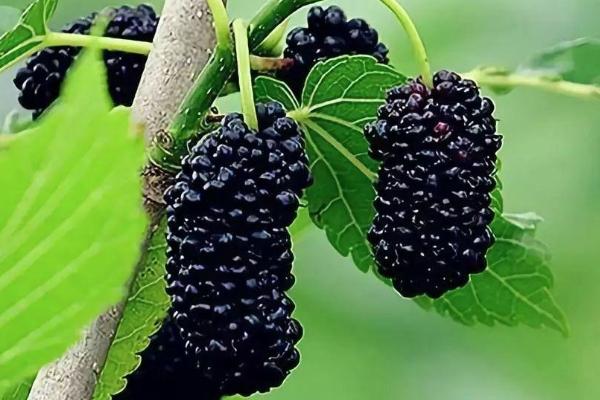 上海桑葚采摘园在哪里 上海桑葚到哪里可以摘