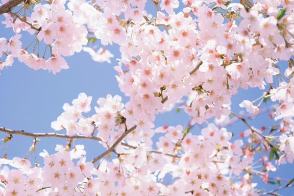 眉山春季赏花好去处，眉山春季赏花地点推荐