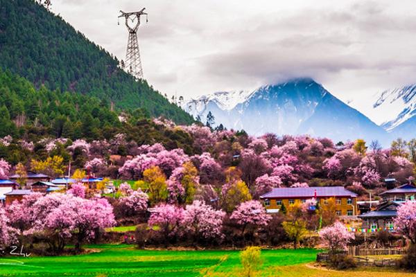 林芝桃花什么时候开的最好，林芝有什么好玩的景点