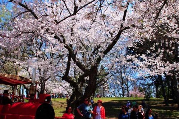 成都公园赏花路线推荐