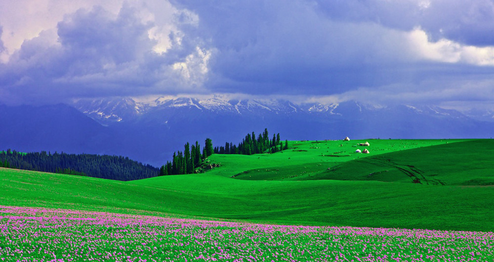 伊犁賞花最全花期攻略，一冊在手，尋花不愁