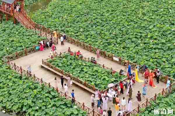 2020平园池村荷花节时间和地址 2020平园池村荷花节时间和地址