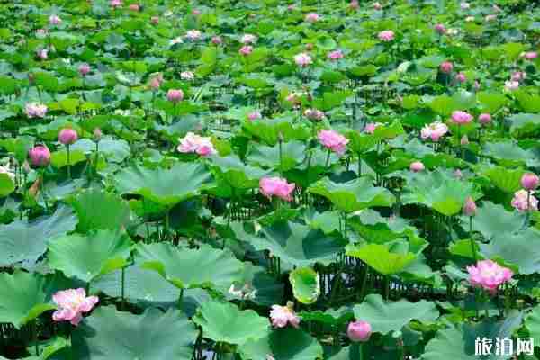 德阳荷花观赏地推荐-票价 德阳周边哪里有看荷花的地方 德阳荷花观赏地推荐-票价 德阳周边哪里有看荷花的地方