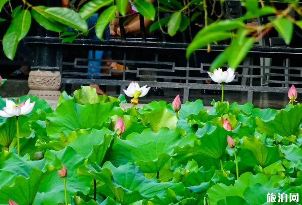 德阳荷花观赏地推荐-票价 德阳周边哪里有看荷花的地方 德阳荷花观赏地推荐-票价 德阳周边哪里有看荷花的地方