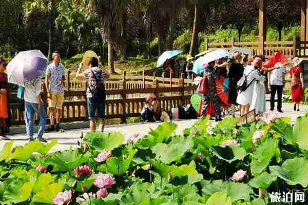 2020自贡西城荷花节时间和地点 2020自贡西城荷花节时间和地点