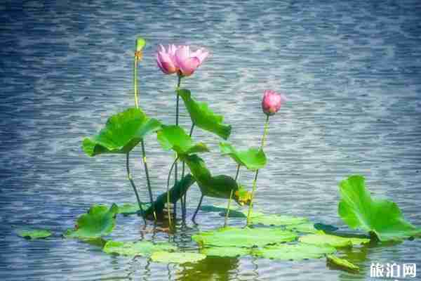 2020英德峰林小镇荷花节时间和地点 2020英德峰林小镇荷花节时间和地点